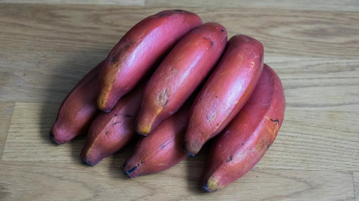 Organic Pink Banana Seeds - 5 Pack - Musa veluntina - Fast Growing Heirloom Tropical Fruit Plant