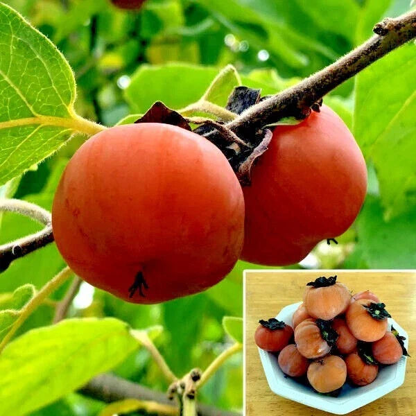 Persimmon Tree Seeds - Sugar Plum - Cold Hardy Diospyros Virginiana - 10 Seeds for Zones 4-9 - Edible Fruit Plant