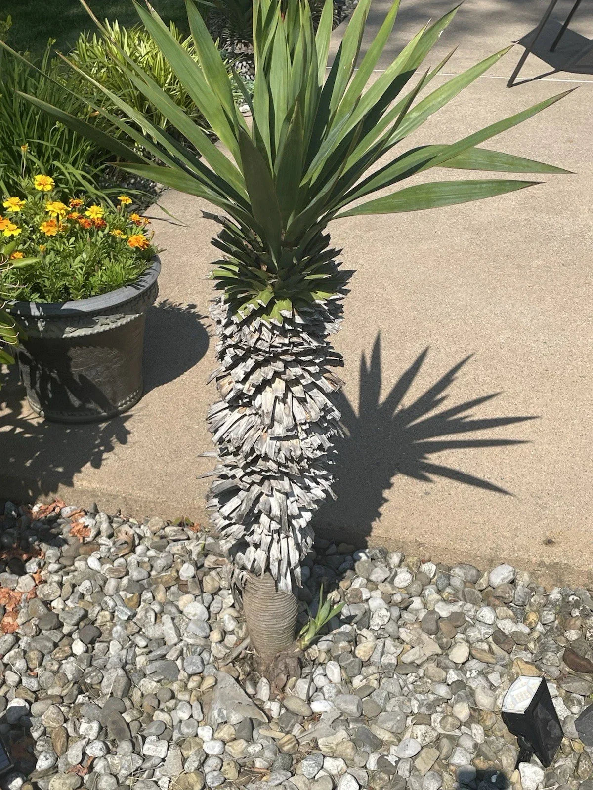 Yucca Pups Bare Root Plants - Hardy Succulent - Indoor/Outdoor Garden - Yucca spp. - Drought-Resistant & Low Maintenance