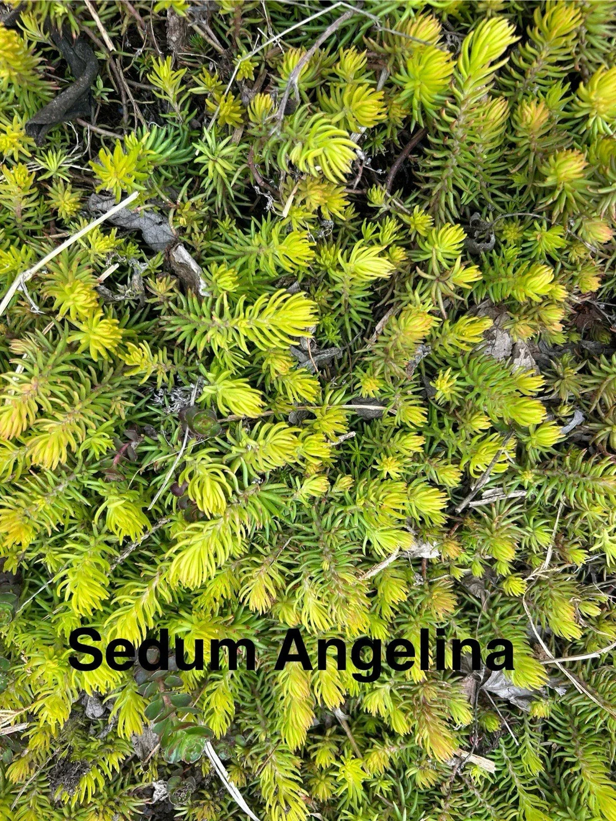 10 Live Sedum Angelina Plants, 2-4" Hardy Ground Cover Succulents, Sedum reflexum 'Angelina', Zones 4-8
