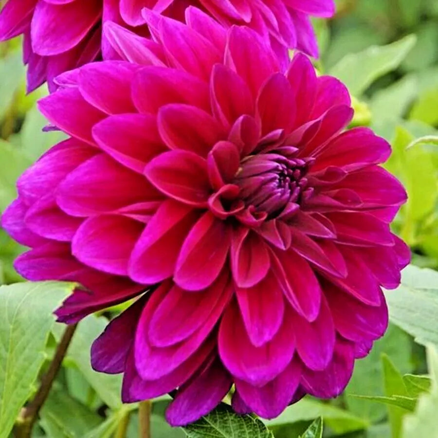 Dahlia Tuber Live Plant Bulb 'Le Baron' Lavender Magenta Purple Blooms (Dahlia 'Le Baron') - Easy Care Garden Flower