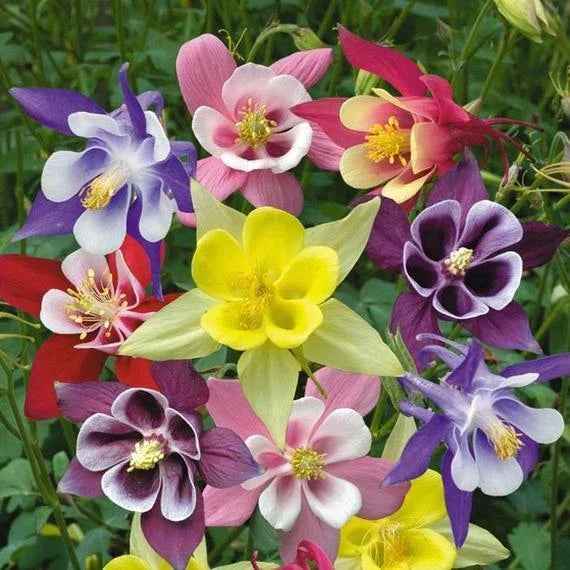 Columbine Seeds - McKana Giant Mix Non-GMO Flower Seeds - Aquilegia caerulea - Vibrant Colors for Garden