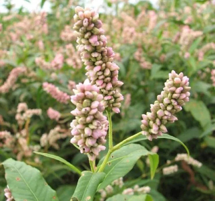 Pinkweed Seeds 50 Count - Smartweed - Persicaria pensylvanica - Easy to Grow Flowering Plant for Garden and Pollinator Attraction