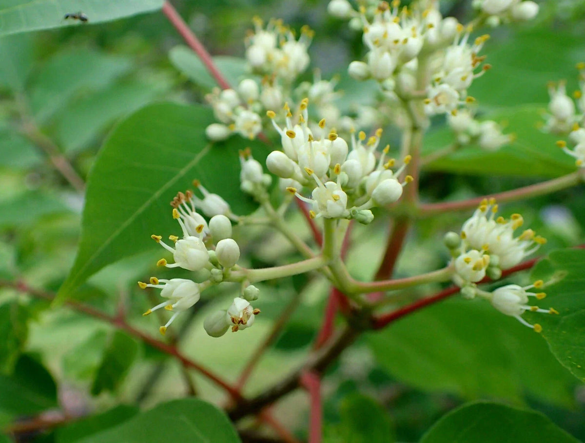 Bee-Bee Tree Seeds, 50 Count, Pollinator-Friendly, Korea Evodia, Tetradium daniellii, Hardy Perennial, Fast-Growing