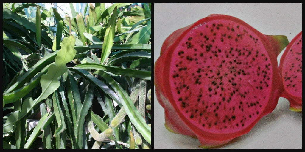 Dragon Fruit Cuttings 8" Halley's Comet Red Flesh Pitahaya Hylocereus Undatus Unrooted for Propagation