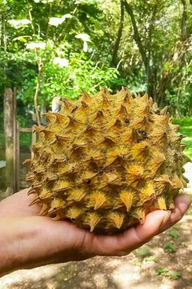 Soncoya Fruit Tree Seeds - 5 Seeds - Annona purpurea - Tropical Garden Planting Seeds for Sweet Fruits