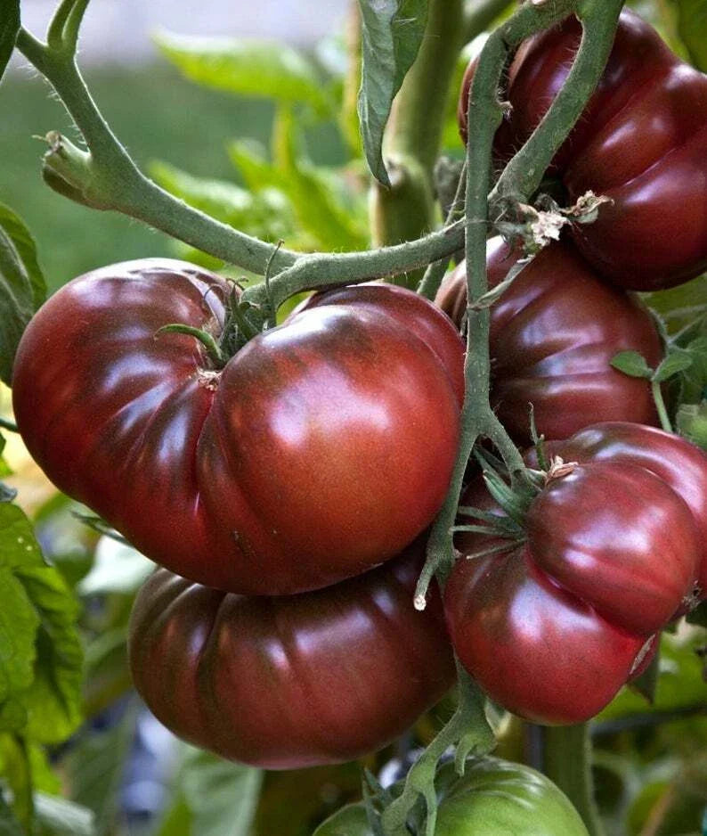 Black Brandywine Tomato Seeds, 15 Non-GMO Beefsteak, Potato Leaf Variety, Solanum lycopersicum Heirloom Gardening Seeds