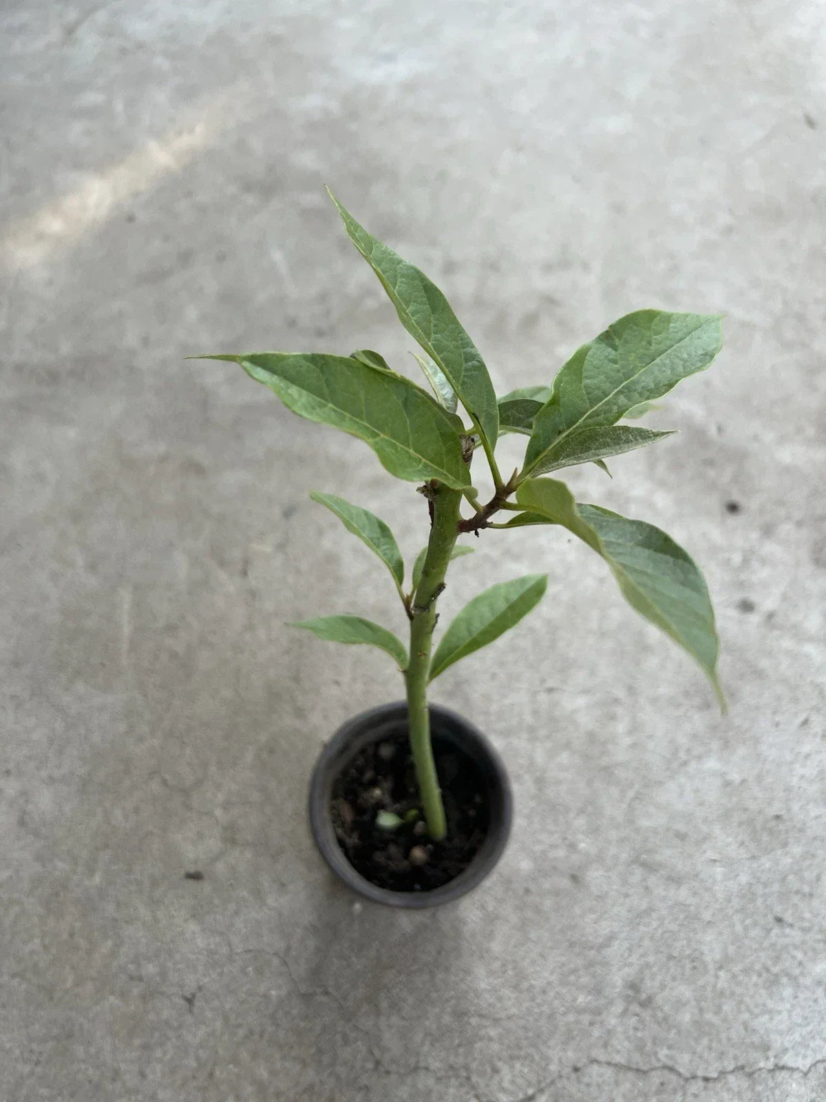 Avocado Tree Live Plant 12” Trimmed - Persea americana, Indoor/Outdoor Gardening, Easy Care, Ready to Plant