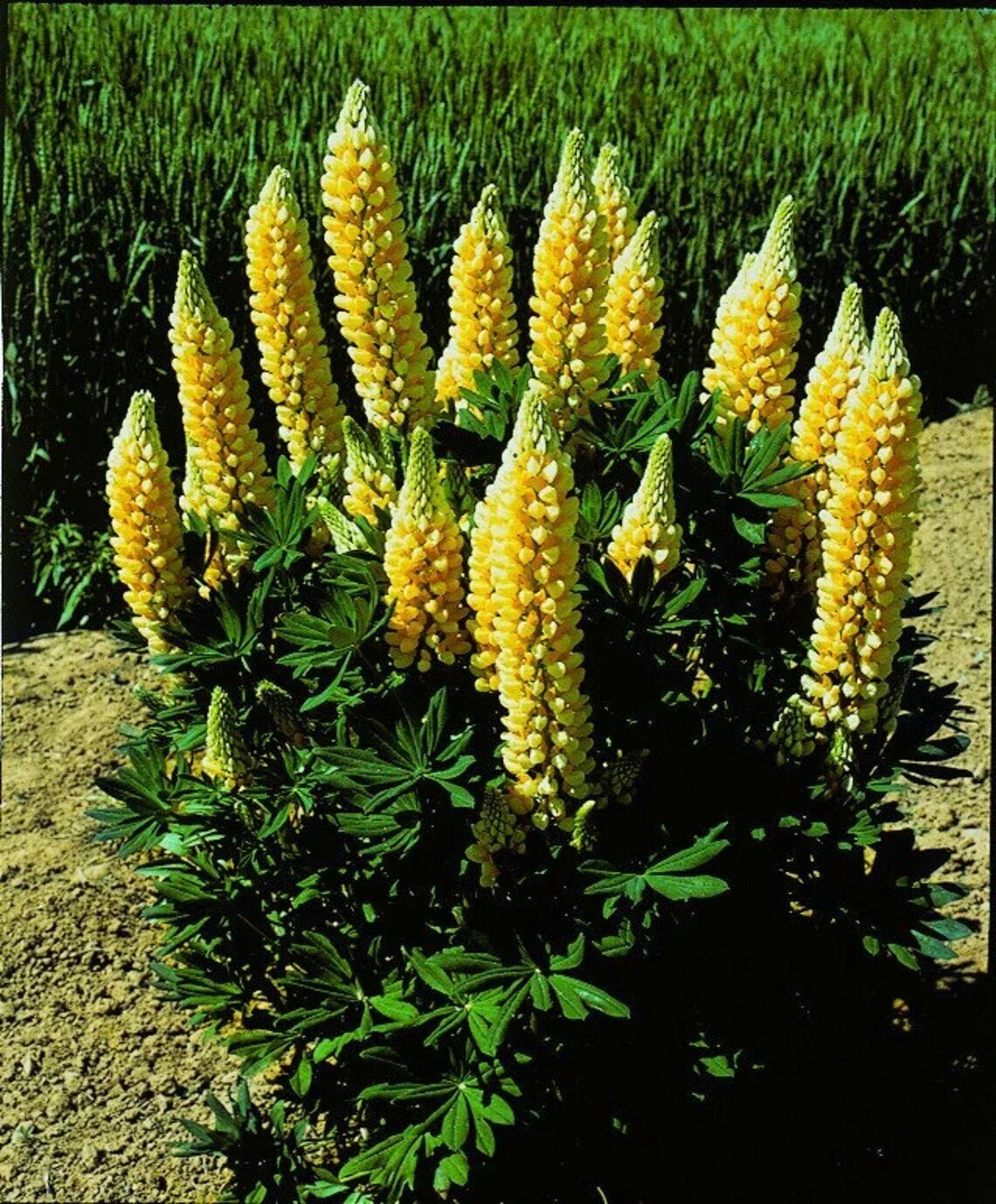 25 Yellow Lupine Seeds | Hardy Perennial Flower Seeds | Lupinus polyphyllus | Drought Resistant & Easy to Grow