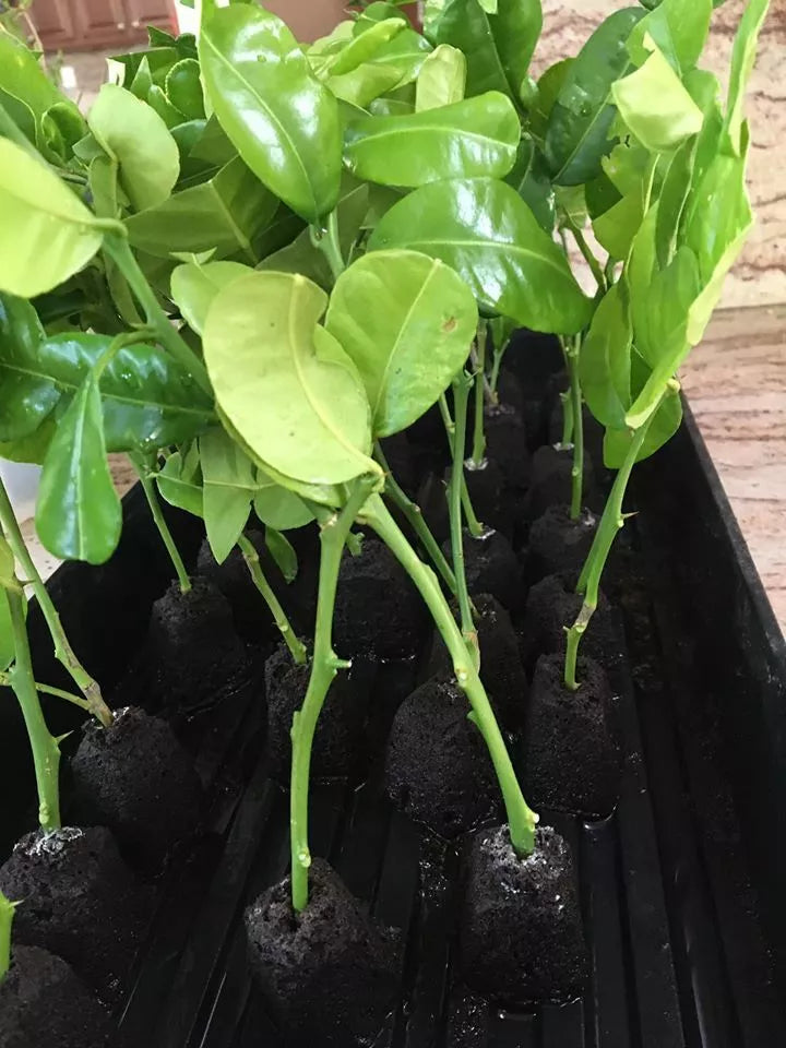 Kaffir Lime Tree Cutting | Citrus Hystrix | Aromatic Culinary Spice Plant Clone | Easy Care Indoor/Outdoor Herb