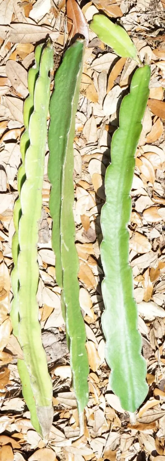 Night Blooming Cactus Cuttings 6'' - Queen of the Night Epiphyllum oxypetalum - Exotic Night-Blooming Orchid Plant