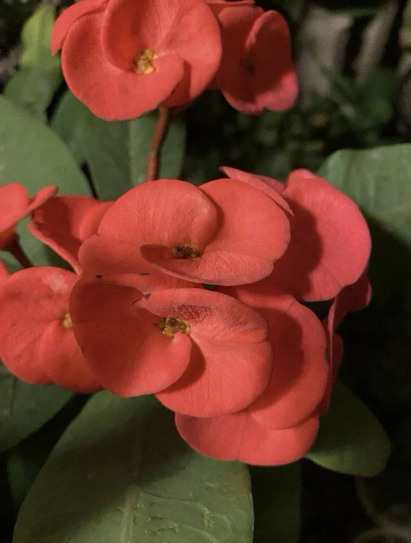 Crown of Thorns Cutting | Rooted Euphorbia Milii | Red/Orange Flowers | Drought-Tolerant Succulent Plant
