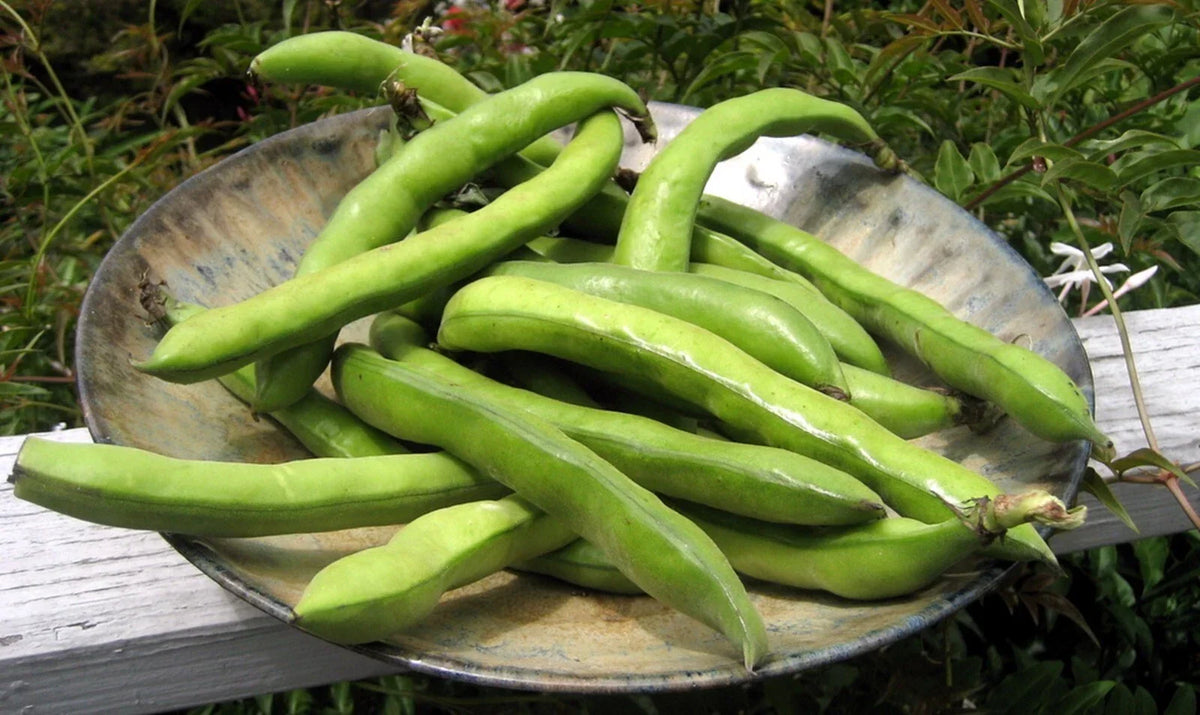 Organic Fava Bean Seeds | 15 Seeds | Fast Growing Variety | Vicia faba | Non-GMO, Easy to Grow for Home Gardens