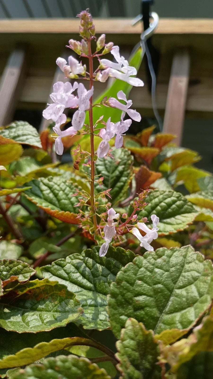 Purple Swedish Ivy Plant Roots - Plectranthus australis - Vibrant Trailing Foliage for Indoor/Outdoor Gardening