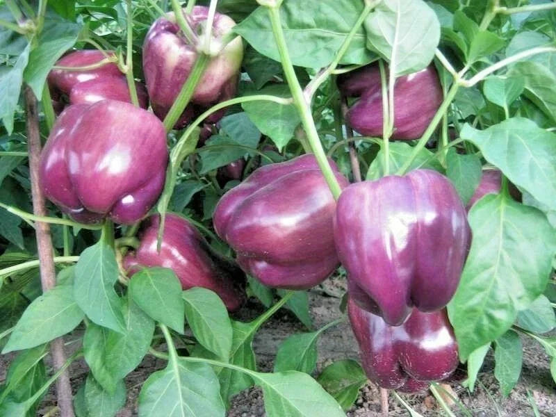 Purple Beauty Bell Pepper Seeds - 30+ Non-GMO Sweet Capsicum Annuum for Vegetable Garden - Easy to Grow, USA