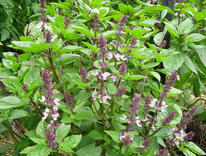 Anise Persian Basil Seeds - 1000 Count - Black Licorice Flavor Herb - Ocimum basilicum - Non-GMO Culinary Garden Seeds