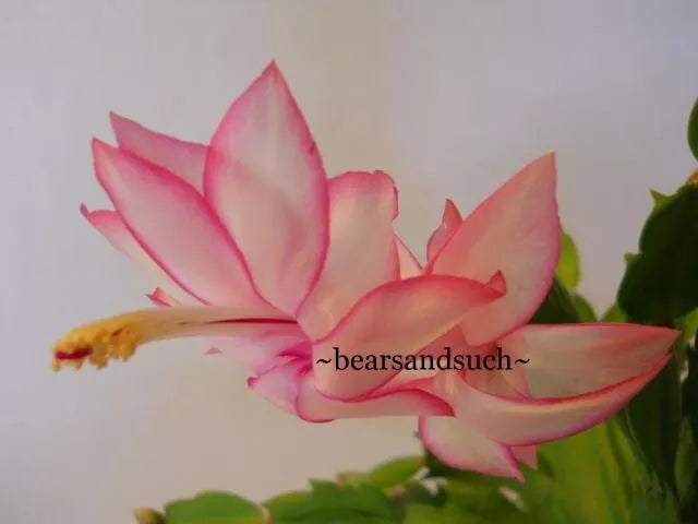 Schlumbergera Starter Plant - Epric's Star - Christmas Cactus - Live Houseplant - 4-Inch Pot - Schlumbergera truncata