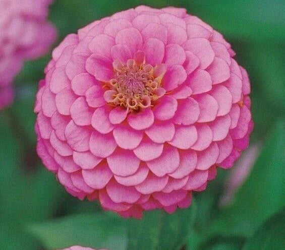 Zinnia Seeds 100+ Pink Luminosa Annual Flower Seeds Zinnia elegans - Attracts Birds & Bees, Vibrant Garden Blooms