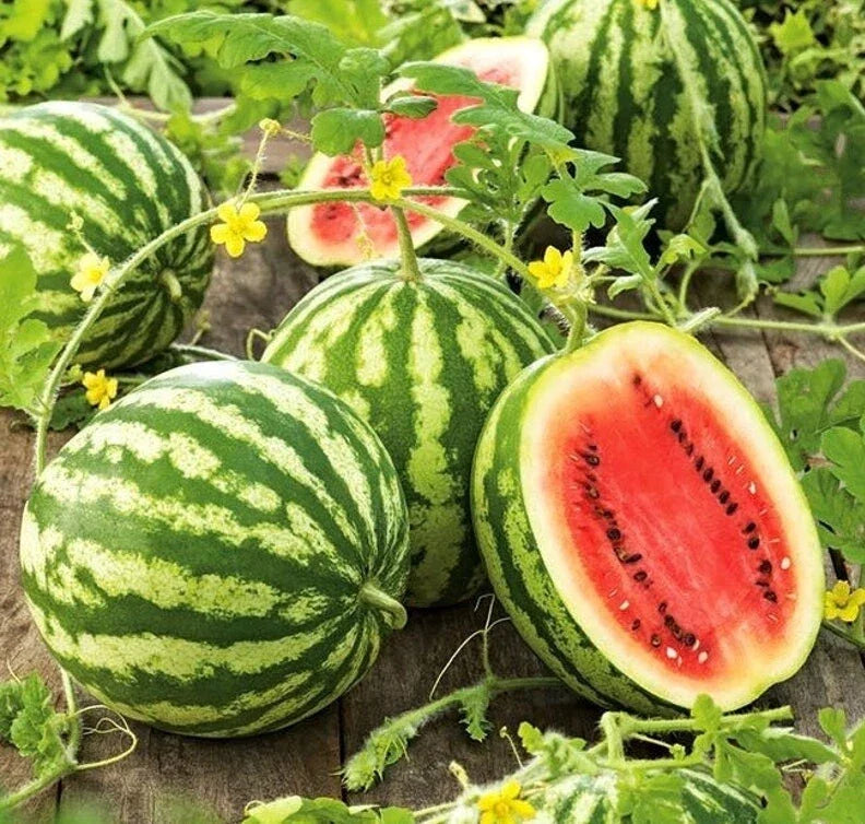 Crimson Sweet Watermelon Seeds - 25 Heirloom Seeds - Citrullus lanatus - Sweet, Juicy Fruit for Home Gardens