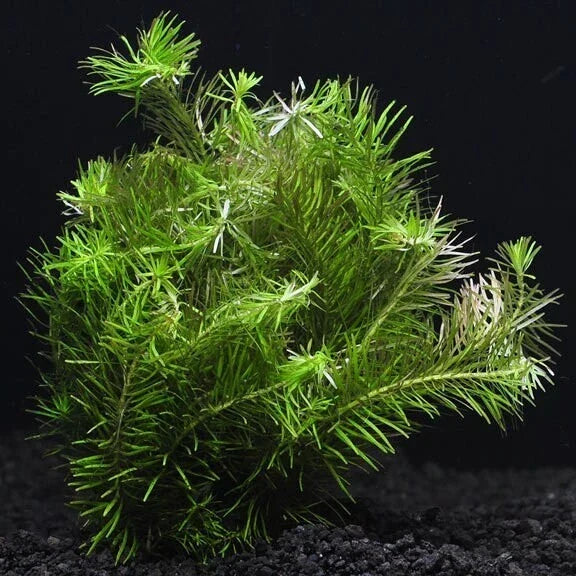 Rotala Nanjenshan Aquatic Plant 7 Stems - Easy Live Freshwater Plant for Aquariums (Rotala sp.)