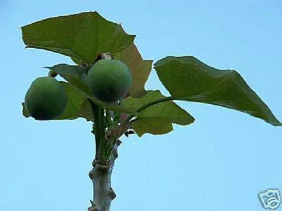 Jatropha Curcas Seeds - 20 Pack - Rare Succulent for Bonsai Cactus - Biodiesel Plant - Drought-Tolerant Variety