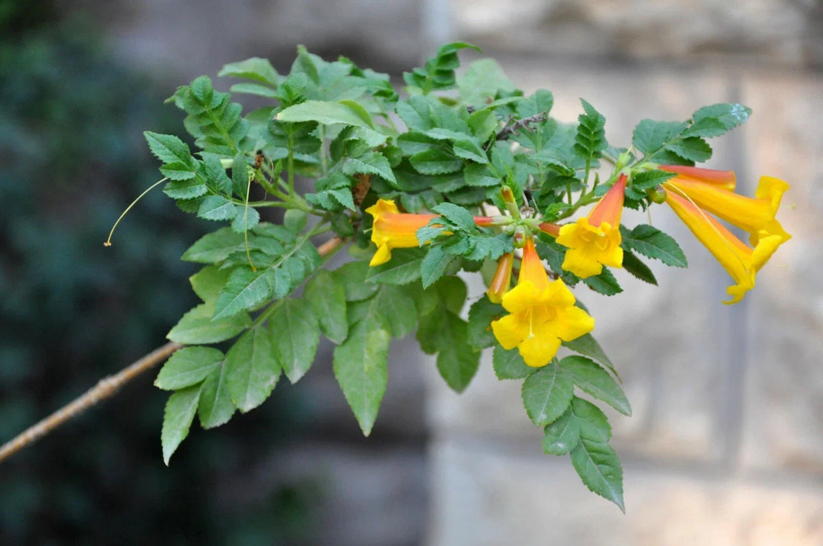 Yellow Trumpet Creeper Seeds, 80 Count, Yellow Flowering Vine, Campsis radicans Flava, Vibrant Perennial Plant for Garden