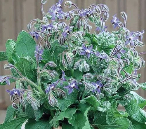 Borage Seeds 50+ Pack Blue Star-Shaped Culinary Herb Borago officinalis Non-GMO USA