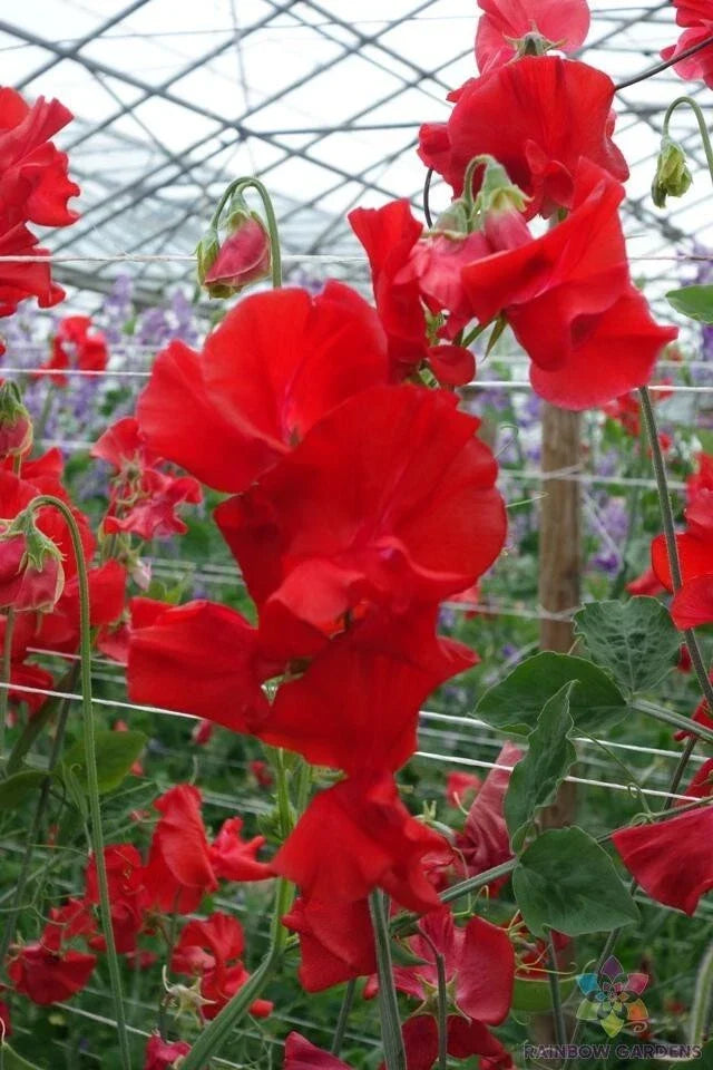 Harrogate Gem Sweet Pea Seeds - 50+ Pack - Lathyrus odoratus - Vibrant Fragrant Blooms for Garden Planting - USA