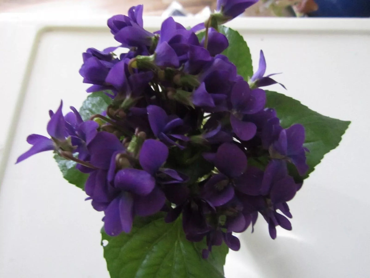 Purple Wild Violet Bareroot Rhizomes 12+ Organic Viola Perennial Edible Flower Hardy Herbaceous Plant