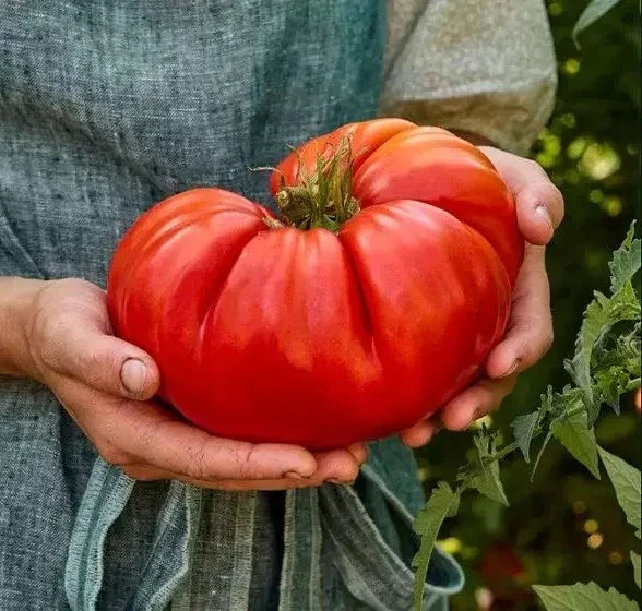 Giant Beefsteak Tomato Seeds - 30+ Organic Non-GMO Heirloom Seeds - Solanum lycopersicum for Home Gardening