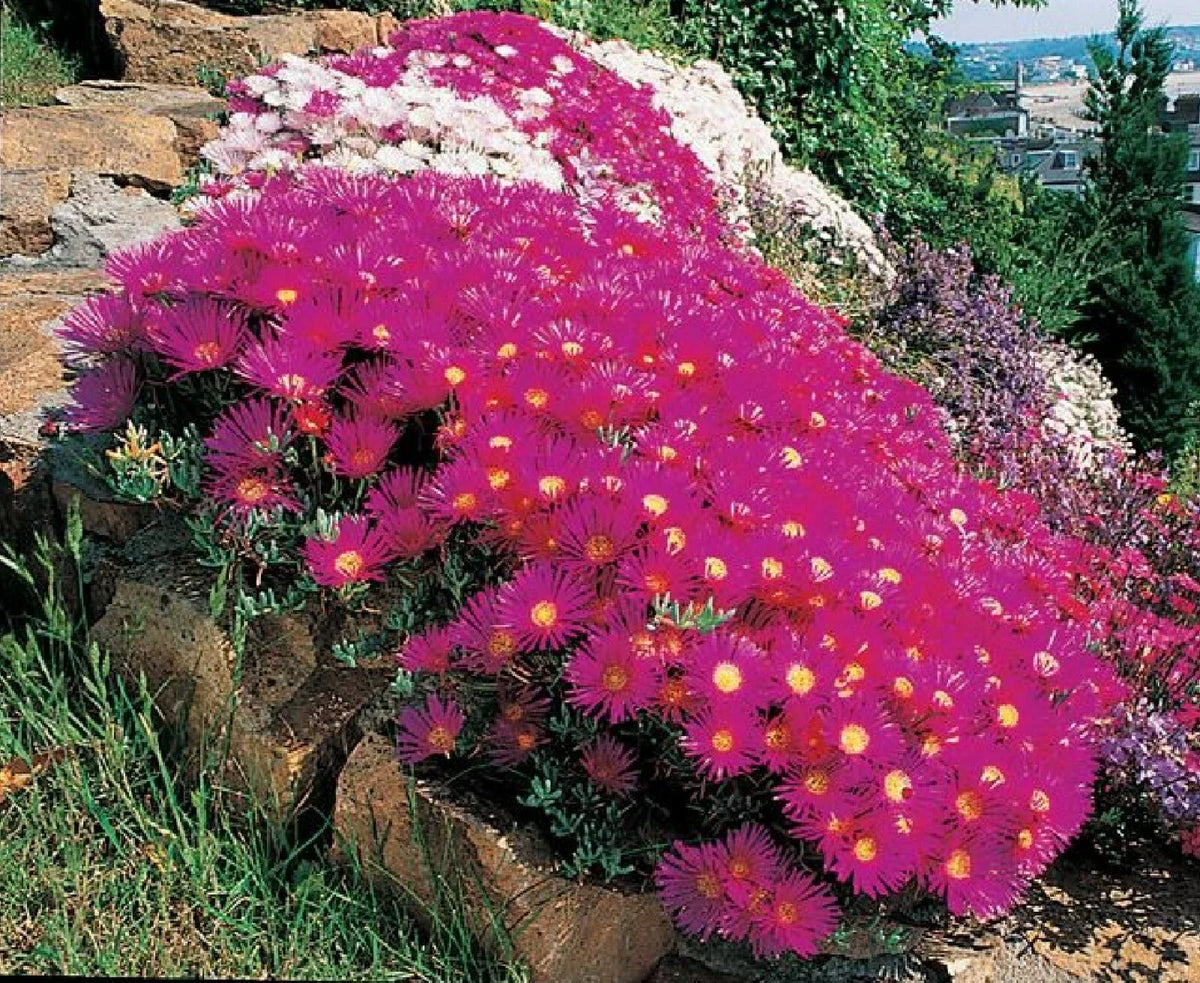 Ice Plant Seeds - 400+ Drought-Resistant Ground Cover - Dorotheanthus bellidiformis - Perfect for Rock Gardens