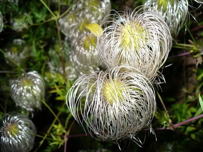 Clematis Seeds for Planting - Golden Variety (30 Seeds) - Clematis tangutica - Climbing Plant for Garden