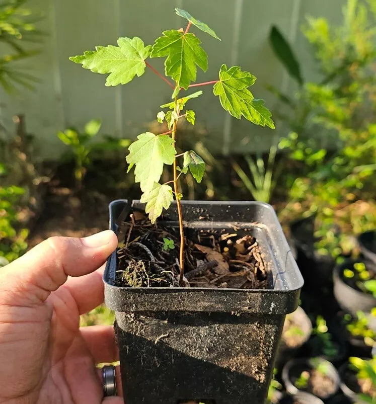 Florida Red Maple Tree Seedlings 4"-8" Bare Root 10 Pack Acer Rubrum - Vibrant Scarlet Foliage for Stunning Landscapes