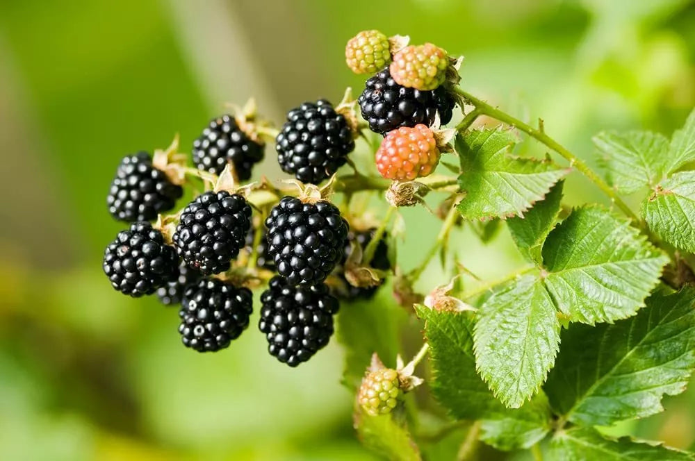 Wild Blackberry Seeds 200 Non-GMO Organic Rubus fruticosus for Home Gardening, Iowa Grown, Perfect for Berry Enthusiasts