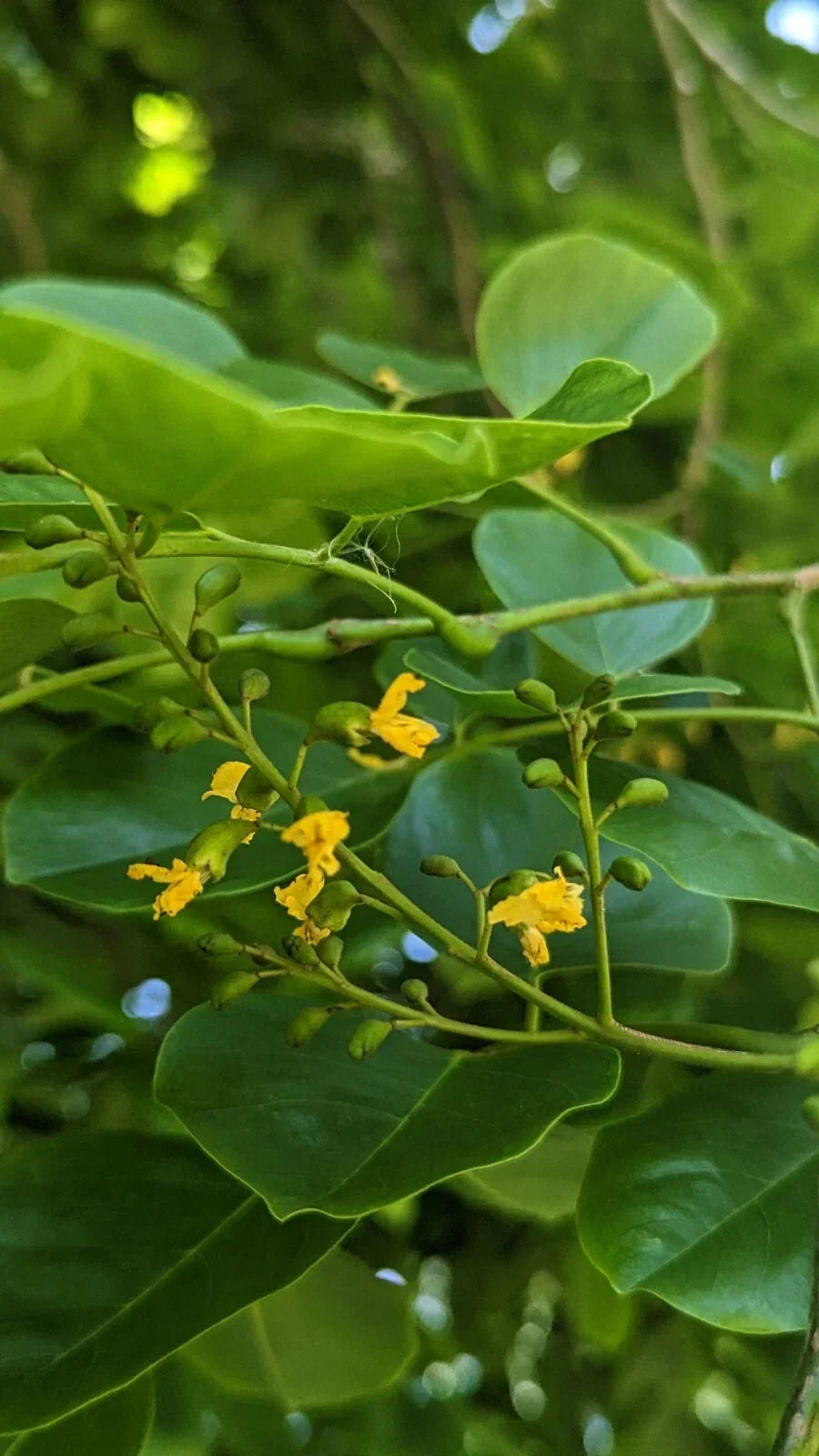 Live Tree Seedlings - Pterocarpus Indicus - Tropical Hardwood Narra Tree for Landscaping and Shade
