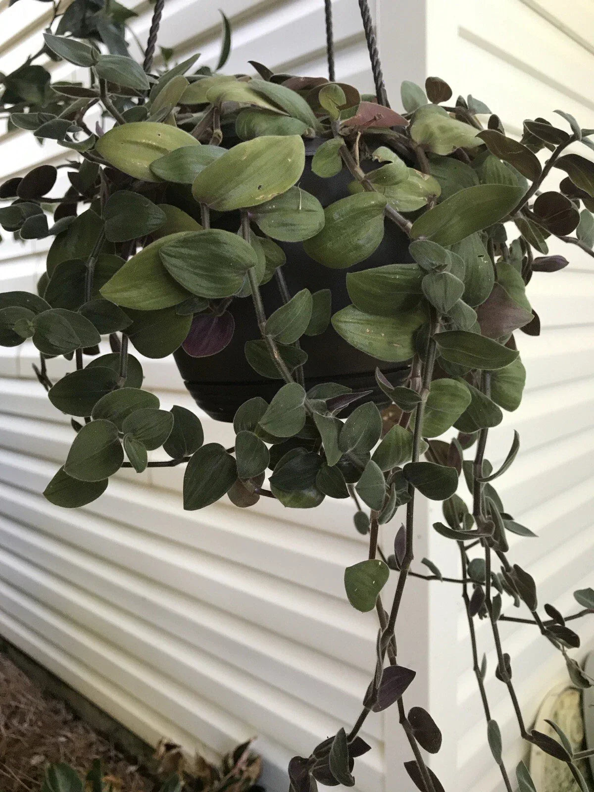 Tradescantia Bunny Bellies Cuttings 5 Pieces 6”+ Long Unrooted Green & Purple Foliage (Tradescantia zebrina)