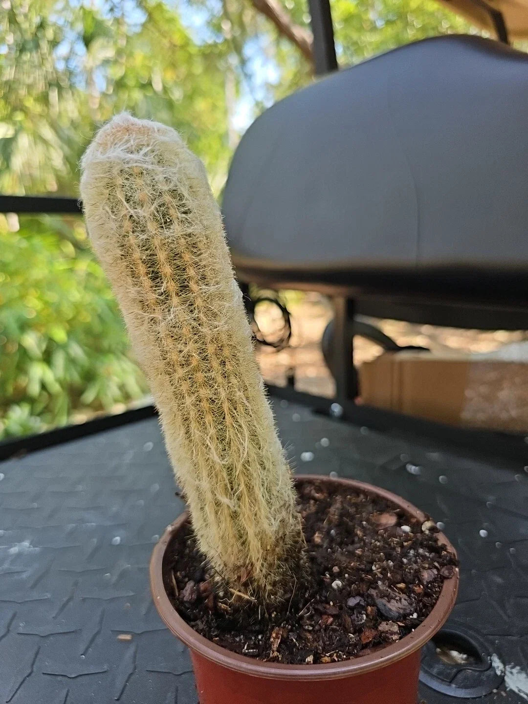 Large Cactus 7" Espostoa Melanostele Peruvian Old Man Cotton Cactus for Indoor Outdoor Decor