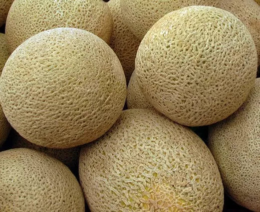 Honeyrock Cantaloupe Seeds 50+ Pack, Sweet Summer Melons, Cucumis melo, Perfect for Home Garden