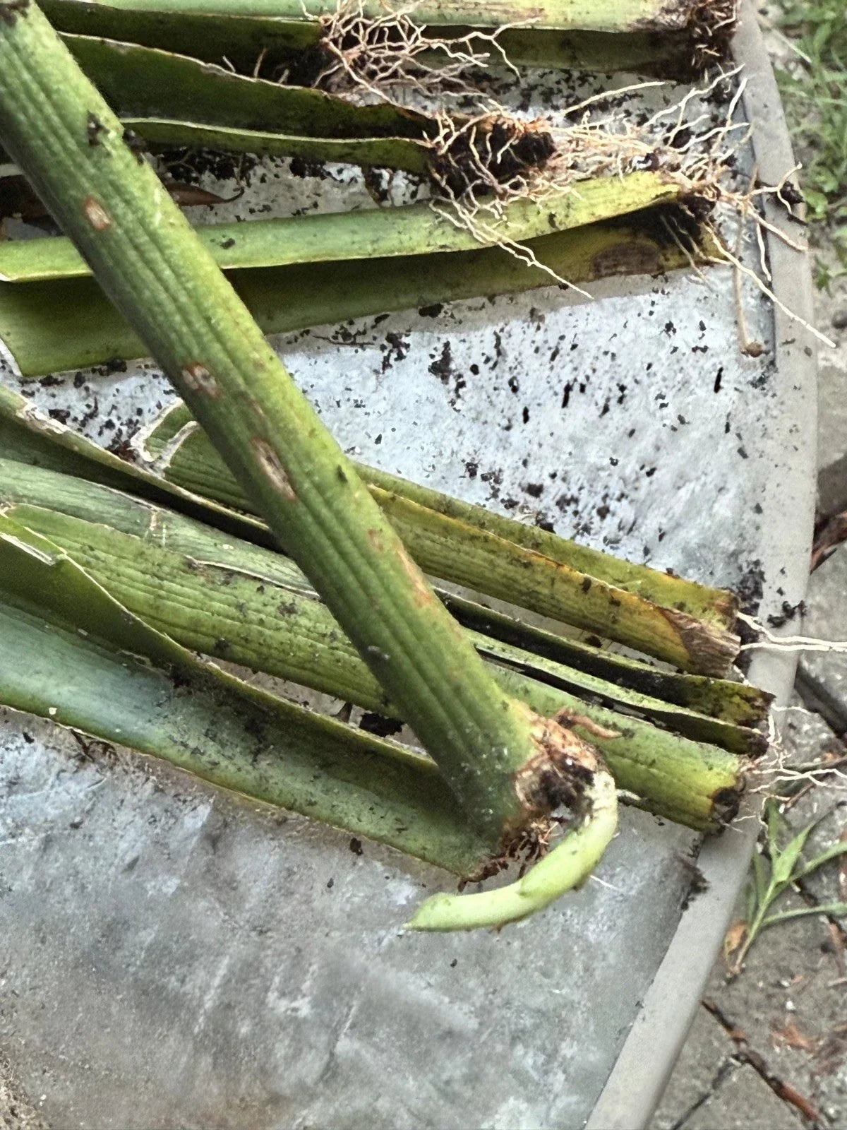 Live Snake Plant Cuttings with Roots - Sansevieria Trifasciata - Easy Care Indoor Plant for Home & Office Decor