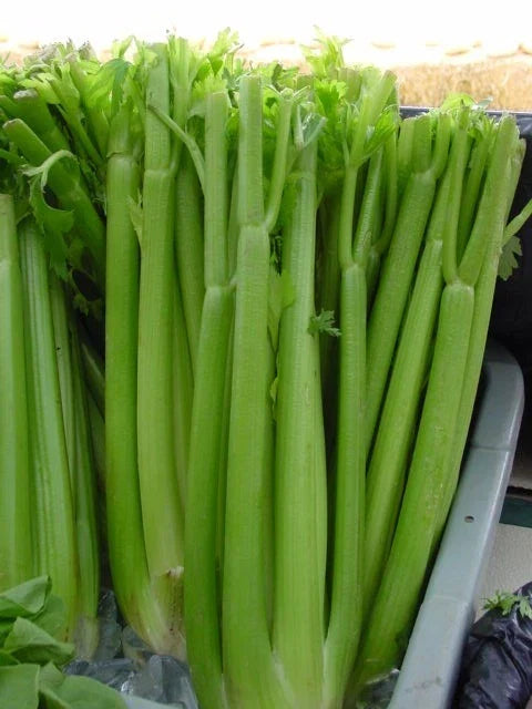 Celery Seeds 1535 Count Utah Tall Non-GMO Apium graveolens for Home Gardening and Abundant Harvest