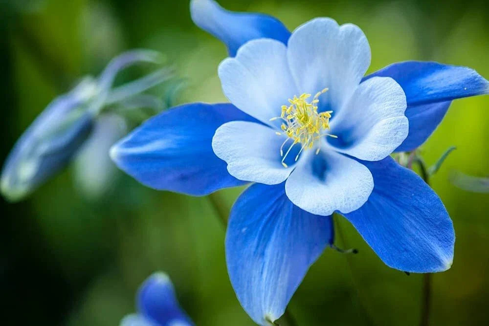 Blue Colorado Columbine Seeds - 100 Non-GMO Aquilegia coerulea - Vibrant Blue & White Blooms for Garden - Perennial Flower Seeds