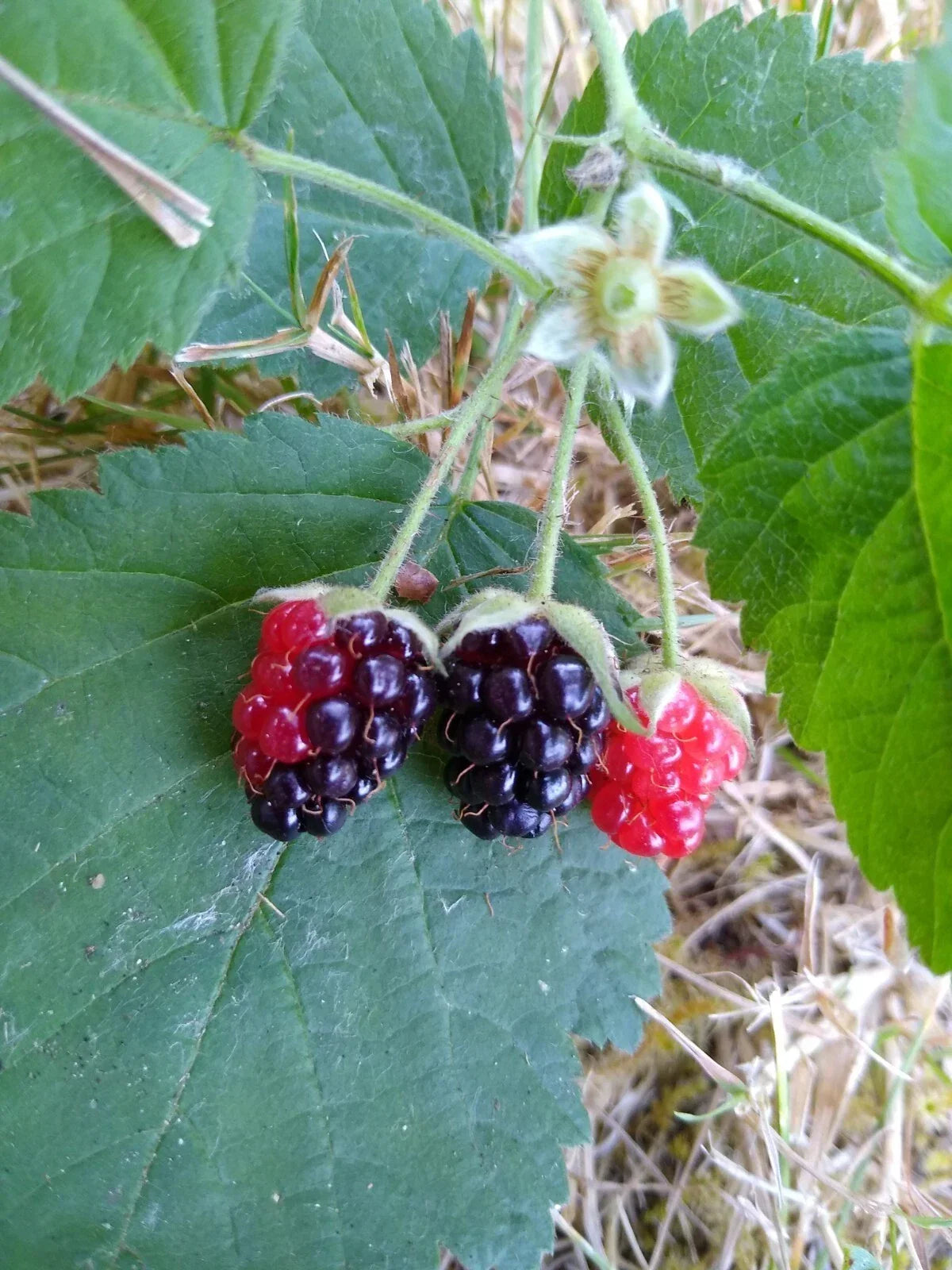 California Blackberry Live Plants - Bare Root Organic - Rubus ursinus - Vitamin C Rich - Perfect for Home Gardens