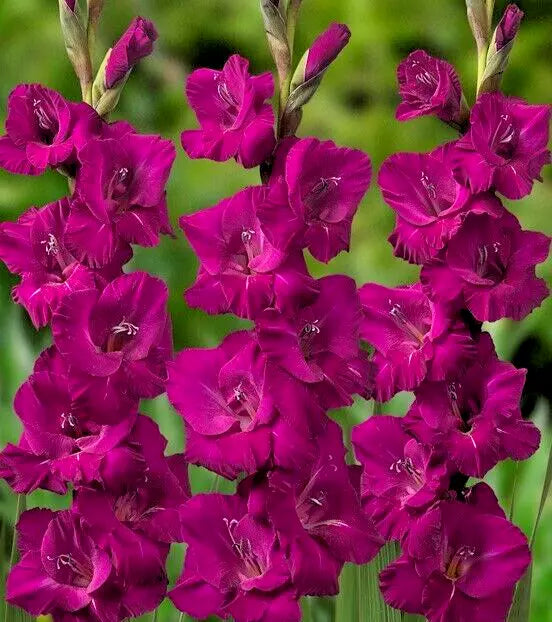 Gladiolus Bulbs 5-Pack Magenta Pink 'Plum Tart' Sword Lily - Attracts Hummingbirds, Deer Resistant, Gladiolus 'Plum Tart'