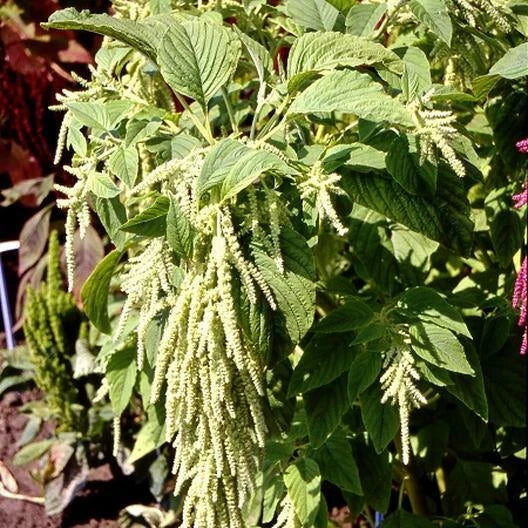 Amaranth Seeds 1000 Non-GMO Green Tails Foxtail Tasselflower Amaranthus viridis for Ornamental Gardens and Pollinator Attraction