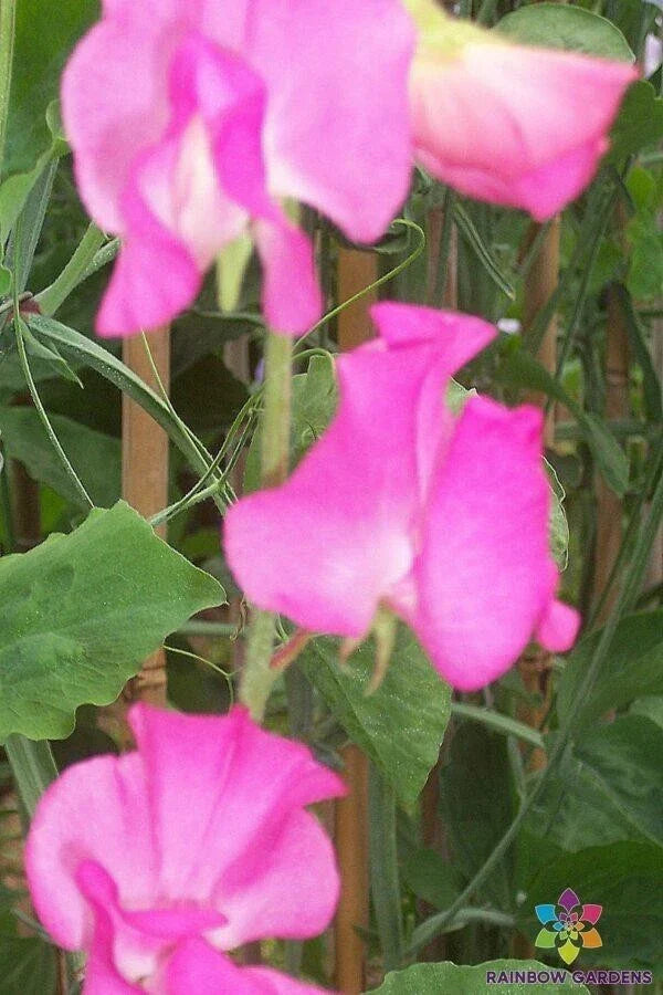 Sweet Pea Seeds - 50+ Elegance Rose Variety - Lathyrus odoratus - Non-GMO Garden Seeds - Ideal for Trellises & Borders