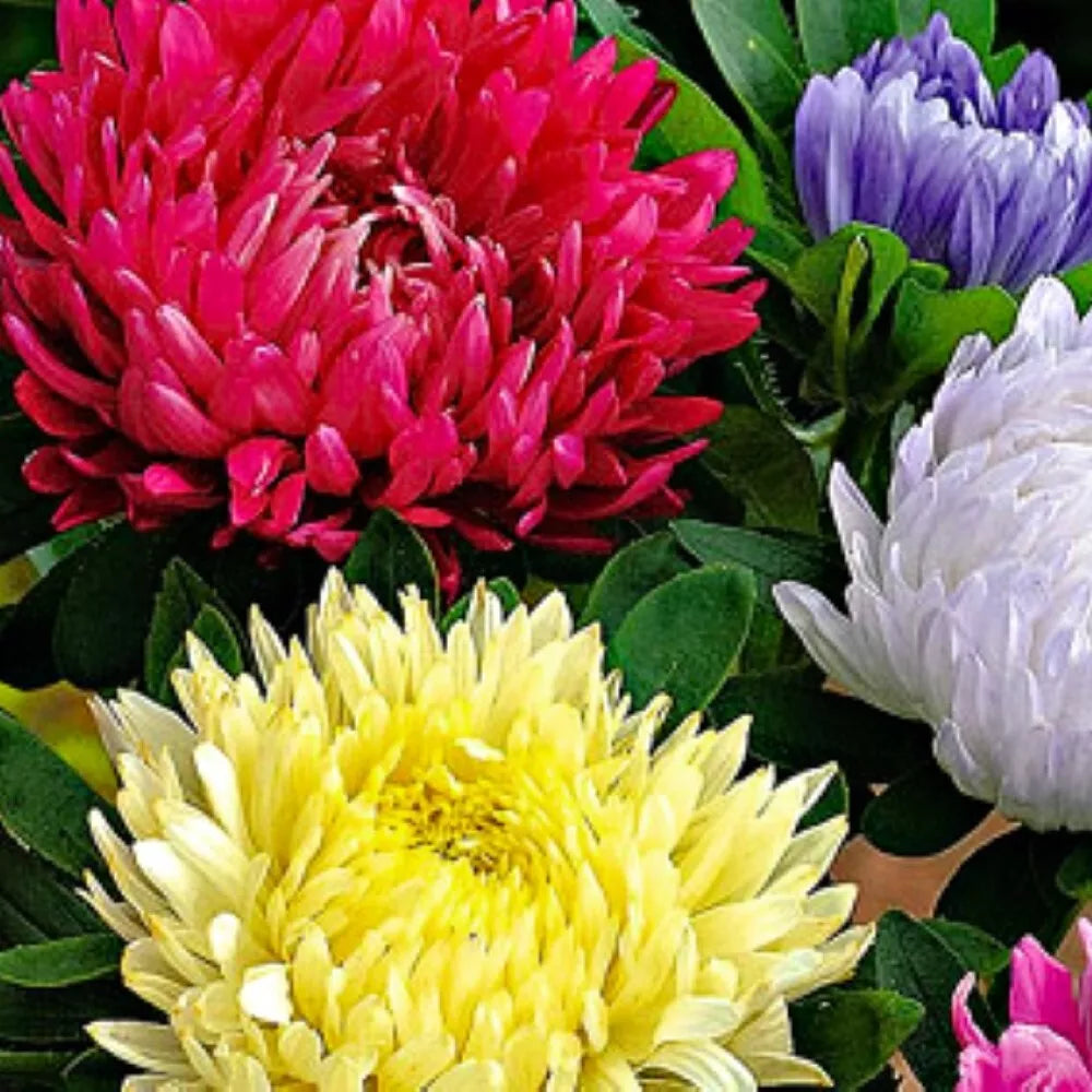 Powderpuff Mix Aster Seeds | NON-GMO Heirloom Flower Seeds | Colorful Blooms | Aster spp.