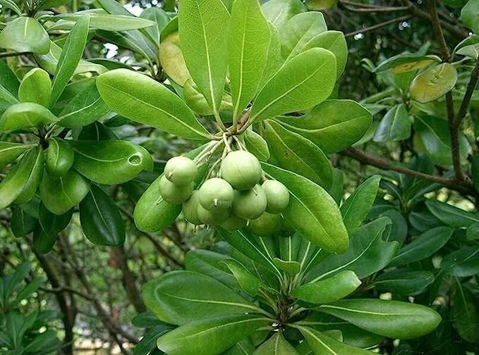 Japanese Cheesewood Tree Seeds - 30 Seeds - Pittosporum tobira - Hardy Evergreen with Fragrant Flowers - Garden Planting