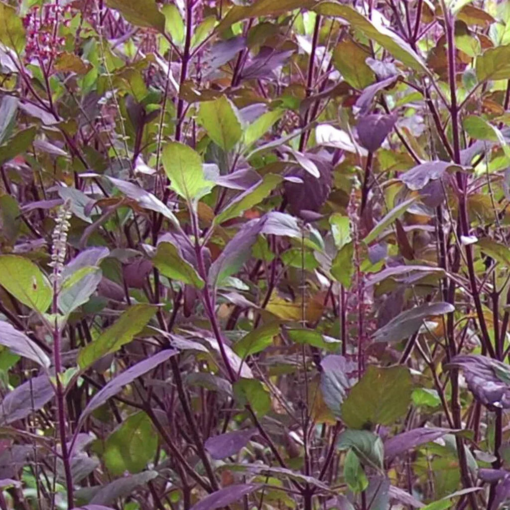 Red Leaf Holy Basil Seeds, Non-GMO Tulsi, Organic Herbal Seeds, Ocimum sanctum for Ayurveda & Home Gardening