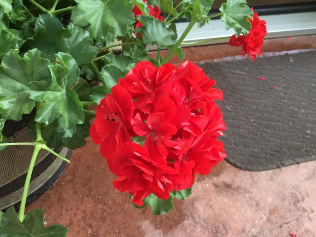 Geranium Cuttings 6 Mountie Red Pelargonium, Vibrant Red Foliage, Ideal for Gardens and Containers, Full Sun