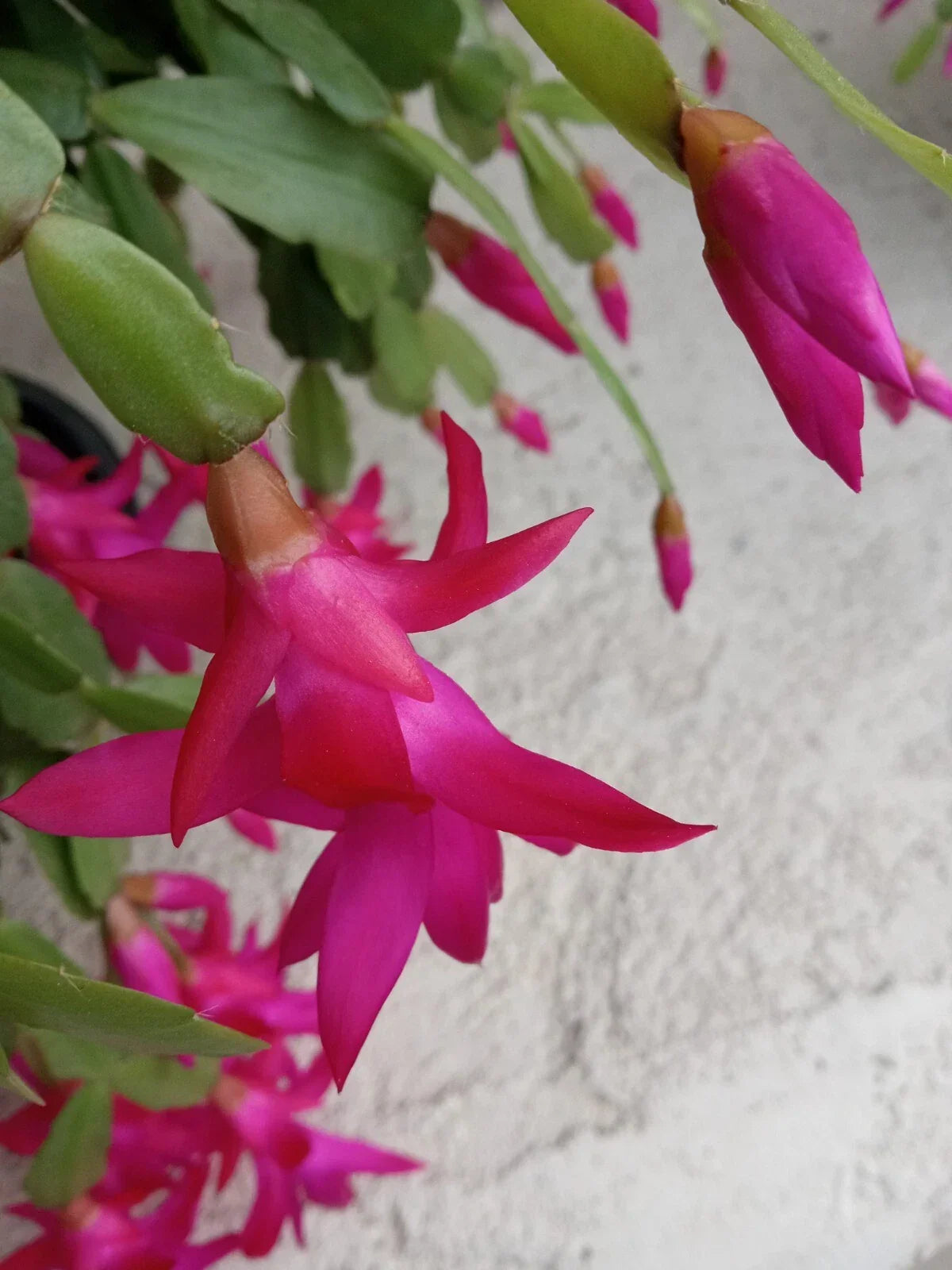 Rooted Christmas Cactus 5 Pack - Pink Schlumbergera Zygocactus - Ready to Plant Indoor/Outdoor Holiday Blooms